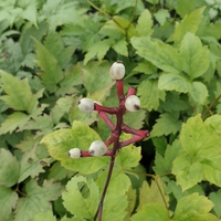 Actaea pachypoda 'Misty Blue'
